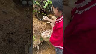 Chicken Eggs A Lot Harvest chicken wildlife short farmlife viral farming amazing [upl. by Hank]