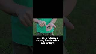 Quando raccogliere le olive per un OLIO DI QUALITA  GUARDA IL VIDEO COMPLETO shorts [upl. by Keifer]