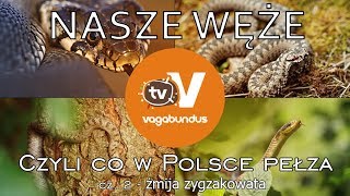 Węże w Polsce  część 2 żmija zygzakowata Vipera berus [upl. by Arihas289]