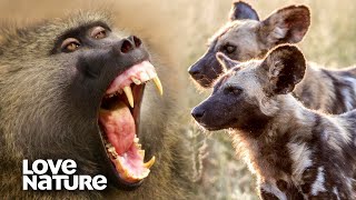 Baboons Use Their Alarm Call to Fend Off Wild Dogs  Love Nature [upl. by Enamrahc140]