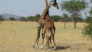 Giraffes Fighting For The FemaleWest Serengeti Safari [upl. by Nawd]