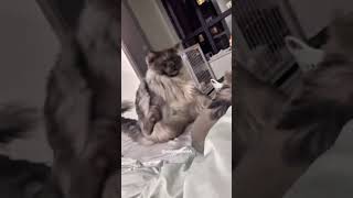 Funny pets  2024 🤣Funny cats videos 🤣😹😂27 [upl. by Thain368]