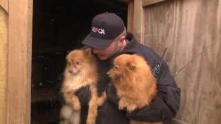 ASPCA and Kentucky Humane Society Rescue Puppy Mill Dogs in Nancy KY Jan 21 2014 [upl. by Nitsirt]