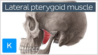 Function of the Lateral Pterygoid Muscle  Human Anatomy  Kenhub [upl. by Elisa]