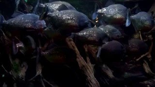 紅腹食人魚缸 RedBellied Piranha Pygocentrus Nattereri Tank [upl. by Ahsena]