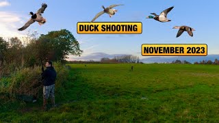 Duck Hunting  Duck Shooting November 2023 [upl. by Toy107]