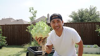 Growing Giant Kohlrabi In Large Trash Bin Part 02  Harvest Time [upl. by Nallad]