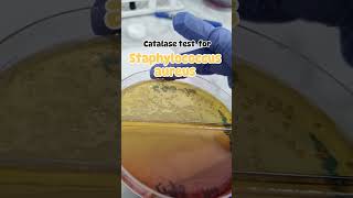 Catalase test en Bacteriologia [upl. by Watkins]