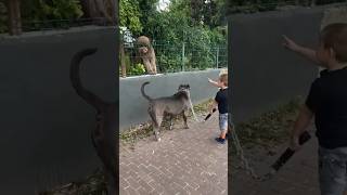 Pitbull itna Khatarnak Kyu Hai 😱 shorts pitbull yt dogs [upl. by Agrippina]