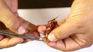 Cockroach Mouthparts Dessection  আরশোলার মুখোপাঙ্গ ব্যবচ্ছেদ   Biology Practical [upl. by Aubrette504]