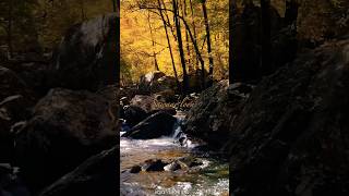 Calm Beautiful Nature Video Relaxing Music  Sawaar Loon  Monali Takur  Short Cover By Jenu [upl. by Htaeh]