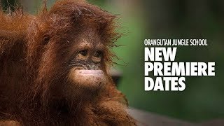 Orangutan Jungle School – New Premiere Dates [upl. by Oretos156]