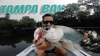 Tampa Bay Snook Tarpon amp Reds [upl. by Cohen]