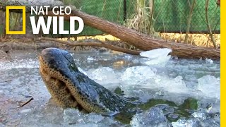 See Frozen Alligators Breathing Through Ice to Survive  Nat Geo Wild [upl. by Brinson]