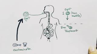 Entamoeba histolytica life cycle  English   Amoebic dysentry  parasitic protozoan [upl. by Minoru963]