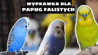 WYPRAWKA DLA PAPUG FALISTYCH [upl. by Donegan598]