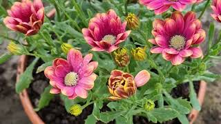 Lovely Osteospermum Flowers [upl. by Wanonah]