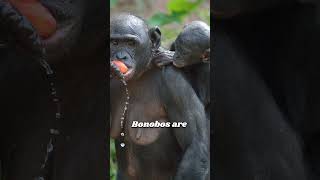 quotFascinating Facts About Bonobos You Didnt Know bonobo africananimals wildlife [upl. by Rolanda148]