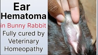 Ear Hematoma in rabbit fully cured by veterinary homeopathy [upl. by Naid]