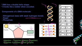 Grade 12 Life Sciences DNA The Code of Life Part 1 [upl. by Wellesley715]