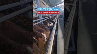 TMR SHEEP GOATS COWS BUFFALOS FEED 6305215928 9063975775 [upl. by Yenor253]