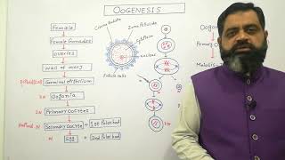 Oogenesis Urdu Hindi medium profmasoodfuzail Anatomy of Ovum  Formation of egg in Human [upl. by Lekzehcey780]