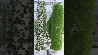 Aeroponic Farming 🧺 amazingfacts factsinhindi [upl. by Alec]