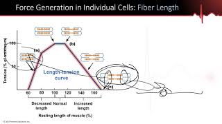 Muscle Part 6  LengthTensionForceVelocity Fast vs Slow Fibers Concentric vs Eccentric [upl. by Yeldahc]