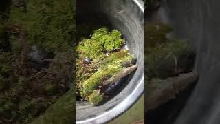 Getting all the wild MOSS I need for Terrariums my mom would be proud indoorgarden aquascape [upl. by Rosene]