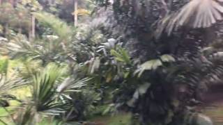 A huge fallen Tembusu tree in the Palm Valley of Botanic Gardens [upl. by Anzovin]