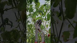 something ate my tomater tomato tomatohornworm garden gardening gardenpests [upl. by Martine200]