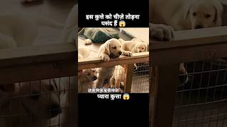 इस डॉग को चीज़ें तोड़ने का बहुत शौक हैं 😱  short anime cartoon dog [upl. by Tarttan]