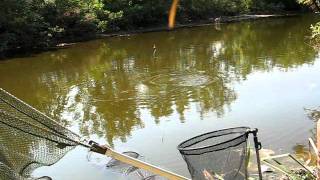 Pecanje šarana na plovakKALAJCarp fishing with float [upl. by Stewart871]