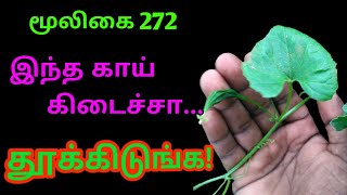 அதலக்காய்அதளைAthalaiஅதலைக்காய்Athala kaaiMomordica Cymbalariaஅலசல்Alasal [upl. by Yellhsa]