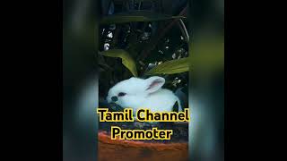 🥰🥰🥰🥰🐇🐇🐇🐇💖💖💖💖🐇🐇🐇🐇🥰🥰🥰🥰🐇🐇🐇🐇 duet newnokiaphone love tamil howtocomplete1000subescribers [upl. by Rosemarie]