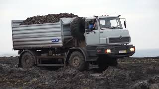 Сельскохозяйственный самосвал «Урал432091» САЗ  Sugarbeet Harvest  UralAZ 4x4 Farmer [upl. by Acire]