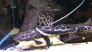 Sailfin Marbled Catfish  Leiarius pictus [upl. by Dnomso]