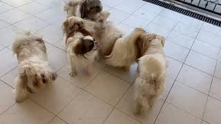 LADRIDOS de un PERRO  MUY INTERESANTE  La Casita de los Shih Tzu [upl. by Vergos]