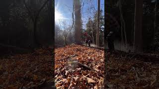 Logging BIG hardwood 🪓 stihl grapevines logging loggingvideos chainsawman felling loggers [upl. by Kenny]