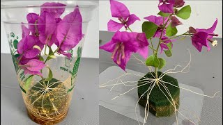 The easiest and simplest way to propagate bougainvillea branches in the world  Not everyone knows [upl. by Nhguav665]