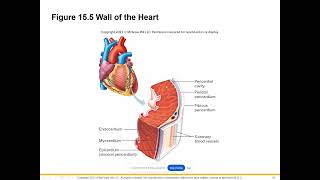 Cardiovascular Lecture Part 1 [upl. by Nivart]