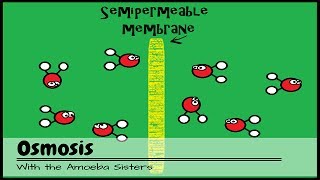 OLD VIDEO Osmosis [upl. by Monk88]