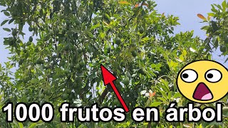 Que clase de abono se le aplica al aguacate Revientalo de frutos [upl. by Hephzipah]