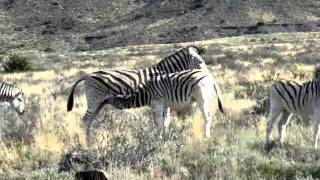 Baby Burchells Zebra suckling in Karoo National Park [upl. by Nacnud]