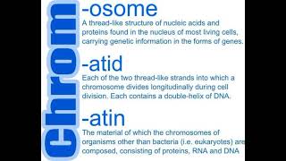 Difference between chormosomes chromatid chromatin 🔵🦠 [upl. by Ravens]