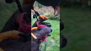 HARRIS HAWK FEEDING ON DEER MEAT [upl. by Ardyce]