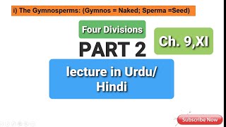 GymnospermsCycads division CycadophytaGnetae  GnetophytaGinkgo divisionGinkgophytaConifers [upl. by Ingram]