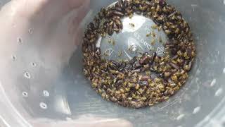 Blatta lateralis breeding  mabilisang tutorial sa pagaalaga ng feeders  NajshArachnoMed TV [upl. by Uol3]