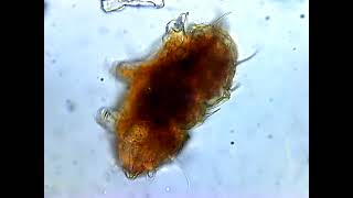 Tardigrade  Echiniscus sp [upl. by Hadnama]