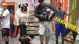 Blaming Farts on my Dog Pug Prank Sharter Saturdays S1•Ep 23 Feat PuhPuh [upl. by Ahsirhcal]